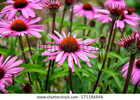 Echinacea flowers Royalty-Free Stock Photo #571186846