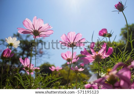 Pink cosmos in blue background