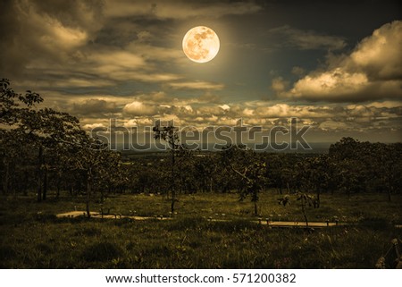 Silhouettes of trees against night sky with clouds and bright full moon over tranquil nature from national park. Beauty of nature. Vintage picture style. The moon were NOT furnished by NASA.