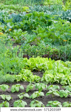 Fresh green lettuce and bush bean plants on a vegetable garden ground with other vegetables in the background.  vitamins healthy biological homegrown spring organic - stock image