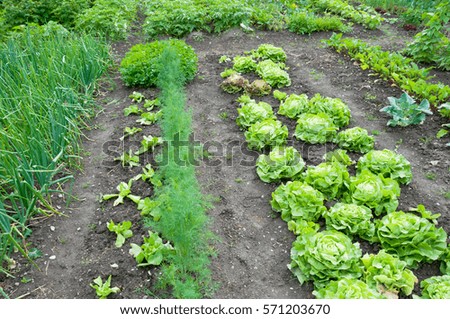Lettuce on a vegetable garden ground with other vegetables in the background.  vitamins healthy biological homegrown spring organic - stock image