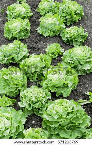Fresh lettuce on a vegetable garden ground .  vitamins healthy biological homegrown spring organic - stock image