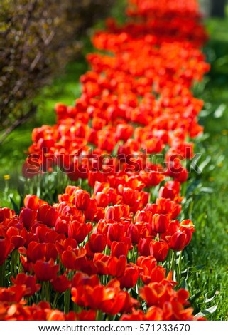 tulips. a bulbous spring-flowering plant of the lily family, with boldly colored cup-shaped flowers.