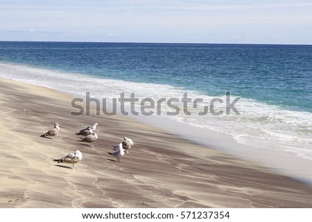 Gulls enjoying