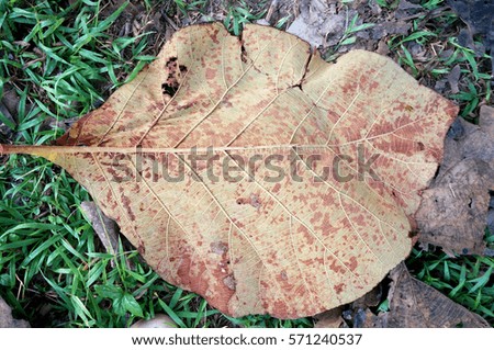 Close up of line detail on pattern of dry leaf texture on ground