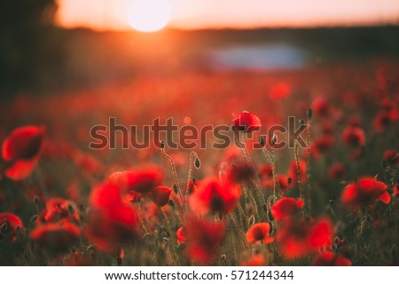 Poppy field in the sunset light. Beautiful view.