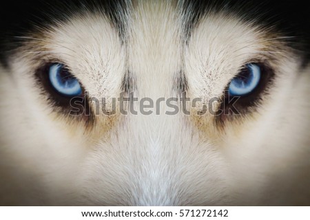 Close up on blue eyes of a husky dog with vignette Royalty-Free Stock Photo #571272142