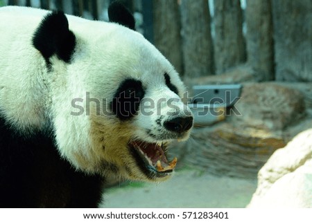 closeup Giant panda 