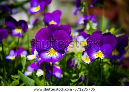 Pansy flower. Royalty-Free Stock Photo #571295785