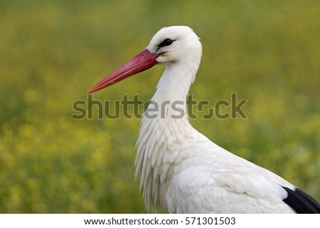 White stork. Ciconia ciconia