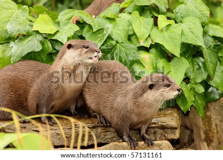 A pair of European Otters