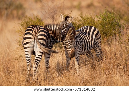 plains zebra, equus quagga, equus burchellii, South Africa, Kruger national park