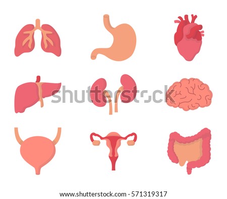 Human Organs Flat icon