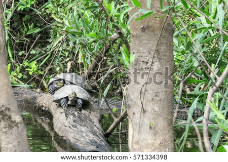 Bolivia, Pampas del Yacuma protect area near Rurrenabaque and Madidi National Park in Bolivian Amazon area. The photo present turtles in the Yacuma river.
