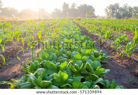 a front selective focus picture of vegetable garden,future agriculture for safety food in Thailand