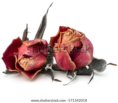 dried rose flower head isolated on white background cutout.