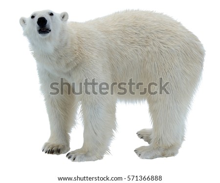 Polar bear isolated Royalty-Free Stock Photo #571366888