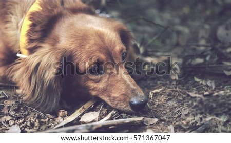 Dog with yellow belt on the neck rest alone calmly on the ground with dry leaves here and there.