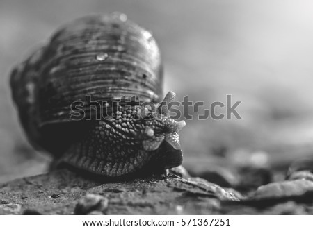 Thick, oily, large snail slowly crawling on the sand. Drops of dew on the shell. Sea shore. Sand beach. Early morning. Sunrise. Close-up. Low depth of field. Black & white. Copy space to add text.