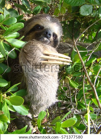 Brazilian wild sloth on the beach vegetation