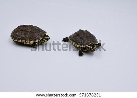 baby turtles with soft focus on white background