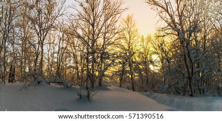 The snow-covered forest at sunset