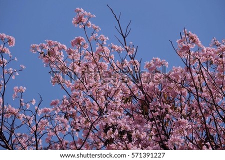 Tabebuia rosea is a Pink Flower tree. Pink trumpet tree with blue sky.