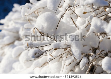 Snow on branches in natural light