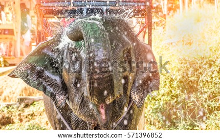 Bright and colorful photo of an elephant taking a shower outdoors in the jungle. Young happy elephant pours water from a trunk itself. Selective focus on elephant face. Travel Phuket, Thailand
