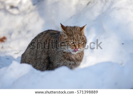wildcat, felis silvestris