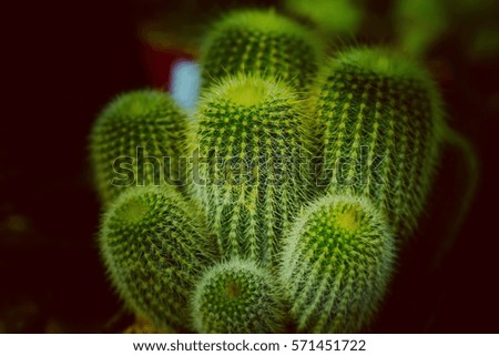 miniature cactus

