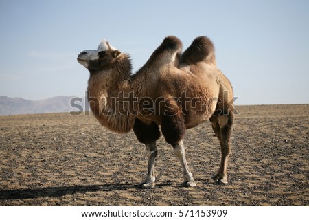 Bactrian Camel Royalty-Free Stock Photo #571453909