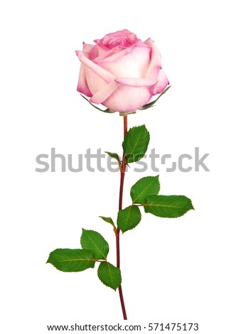 Beautiful single pink rose isolated on white background Royalty-Free Stock Photo #571475173