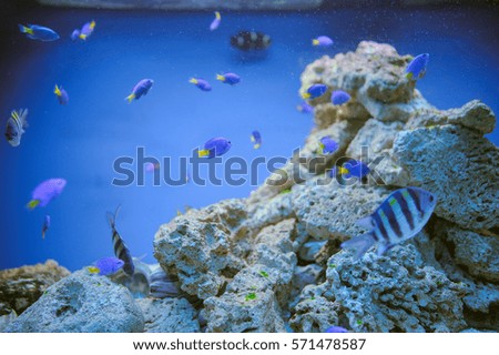 Sea life: exotic tropical coral reef fish