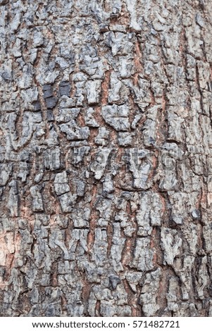 wood tree bark texture for background backdrop use