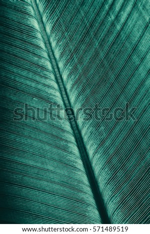 Abstract green striped texture from natural background, Details of tropical leaf, vintage tone