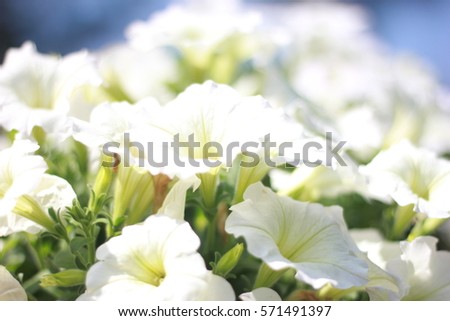 Beautiful flower background. Amazing view of bright white blooming in the garden at the middle of sunny spring day with green grass and blue sky landscape.