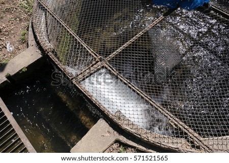 Pond of trout and controlling the cleanliness of the water, management of irrigation systems