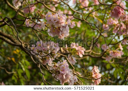Pink trumpet shrub, Pink trumpet tree, Pink tecoma