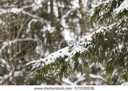 Pine branch under snow in the winter season