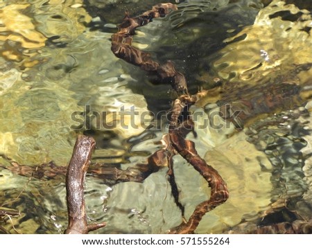 Water, roots and stones. Abstract underwater background, photographed at Tanners Flat Campground in Little Cottonwood Canyon, Utah.