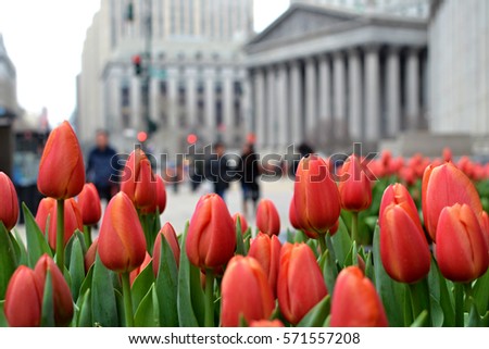 Tulips in New York City Royalty-Free Stock Photo #571557208