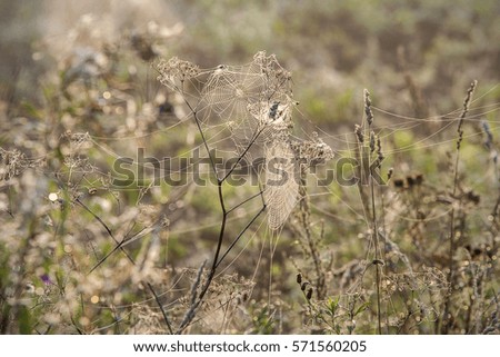 Spider web on grass in the field