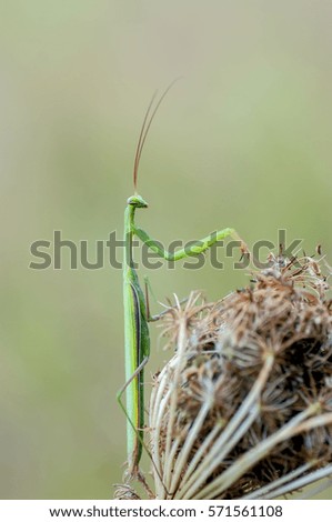 Insect Praying mantis
