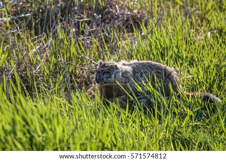 beaver in green grass