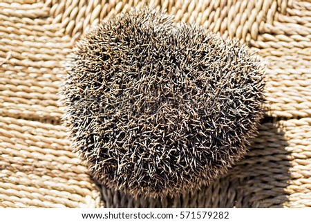 Closed hedgehog on the chair