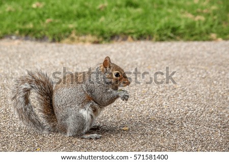 Close up of a grey squirrel eating a nut