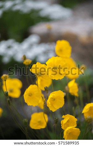 Yellow Poppy 
