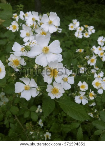 Japanese rosebush with beautiful white flowers in full bloom, surrounded by dense green leaves and flowers fading into the shadows, all in soft focus at the background.