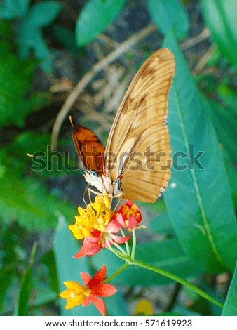 a tropical beautifully colored yellow brown butterfly resting on a red flower eating nectar